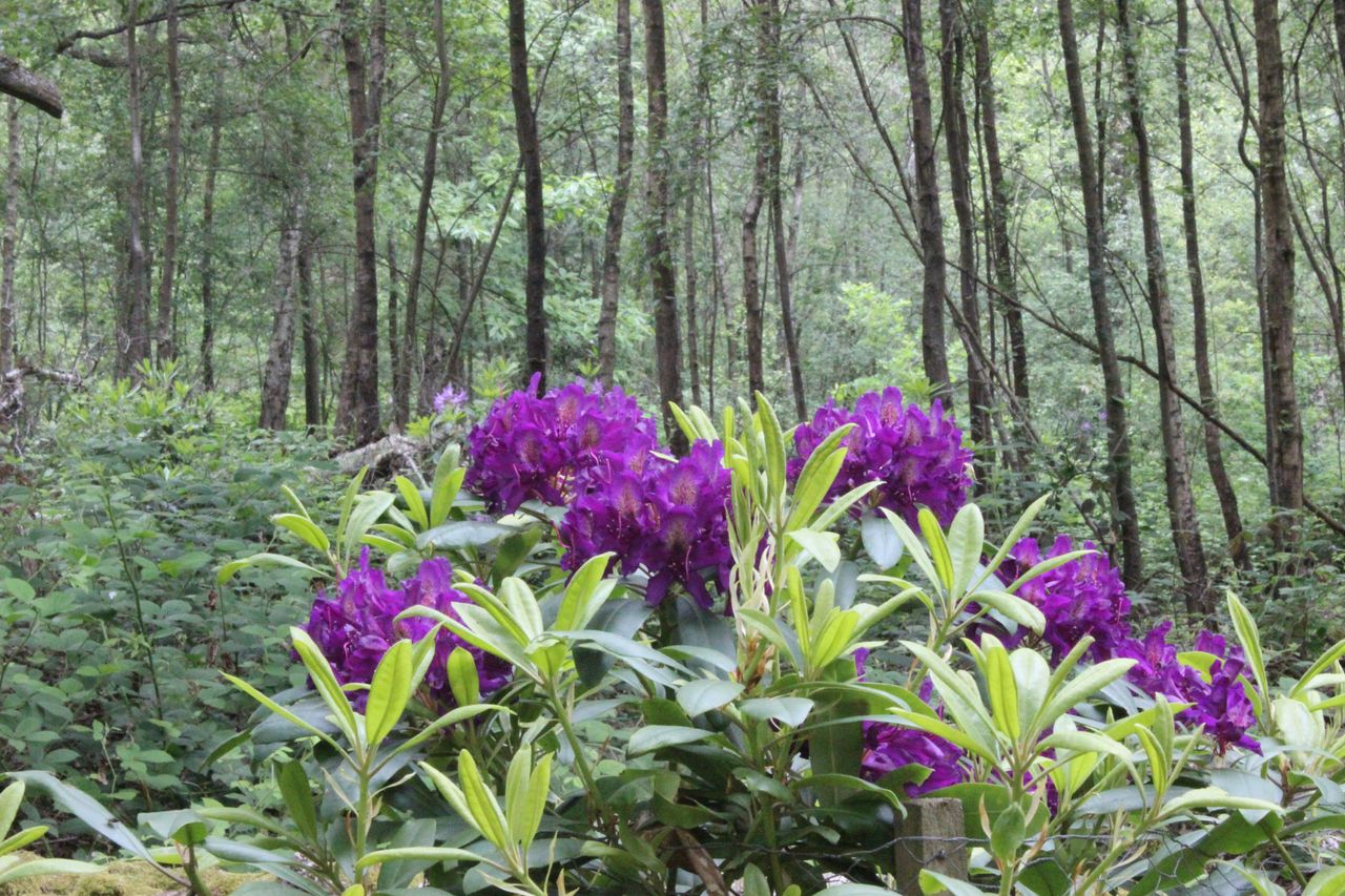 See what wildflowers you can find at Three Rivers meadows Leisure